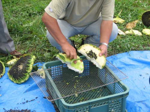 himawari102.jpg himawari102.jpg