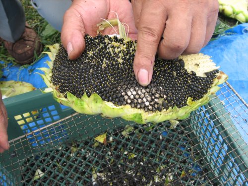 himawari103.jpg himawari103.jpg