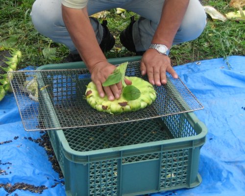 himawari107.jpg himawari107.jpg