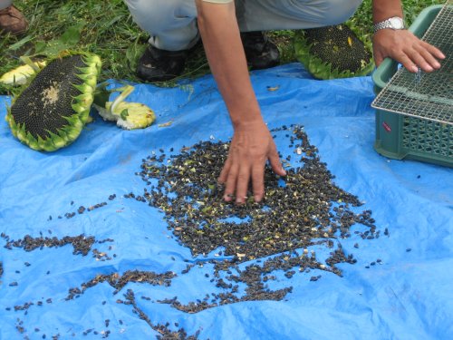 himawari108.jpg himawari108.jpg