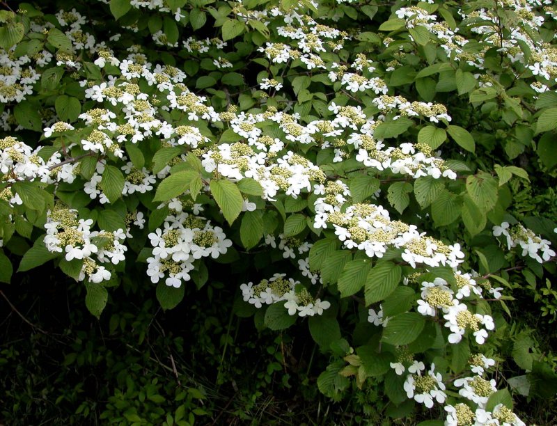 夏1ヤブデマリ.jpg 夏1ヤブデマリ.jpg