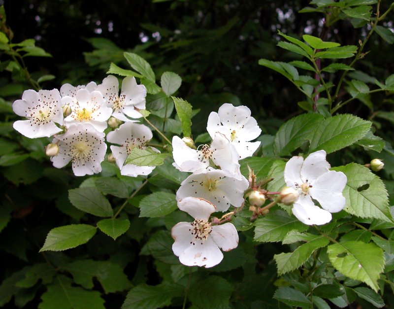 夏16ノイバラ.jpg 夏16ノイバラ.jpg