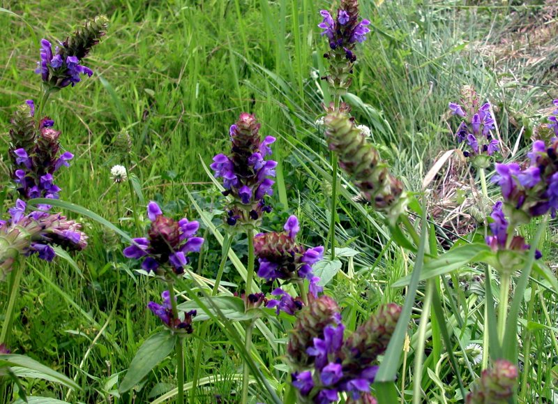 夏19ウツボグサ.jpg 夏19ウツボグサ.jpg