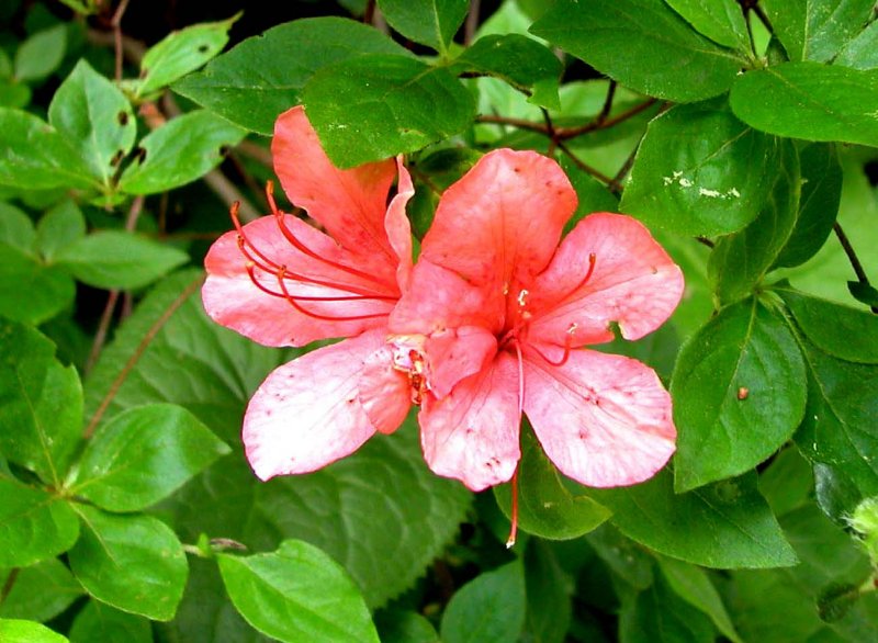 夏2ヤマツツジ.jpg 夏2ヤマツツジ.jpg