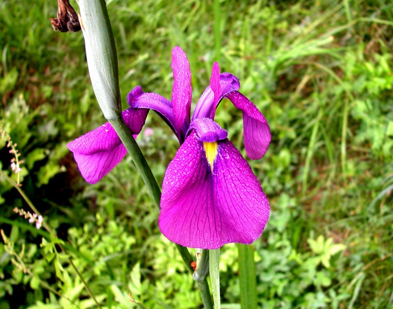 夏22ノハナショウブ.jpg 夏22ノハナショウブ.jpg