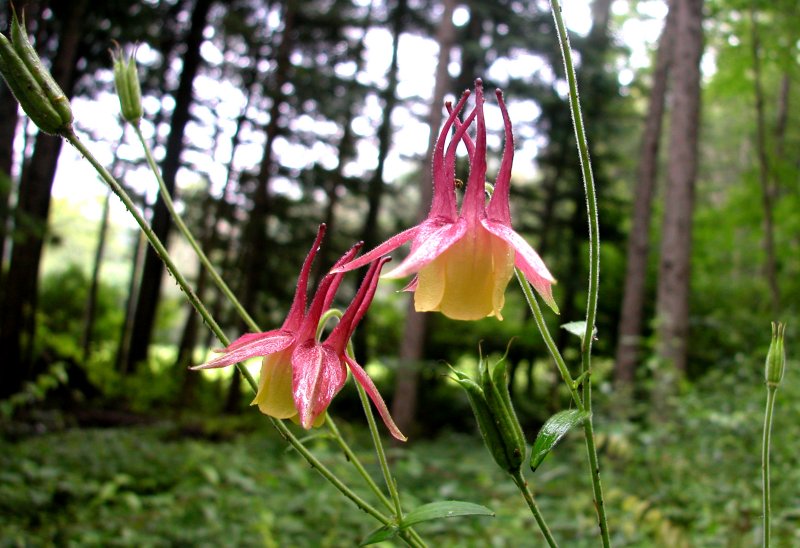 夏24ヤマオダマキ.jpg 夏24ヤマオダマキ.jpg