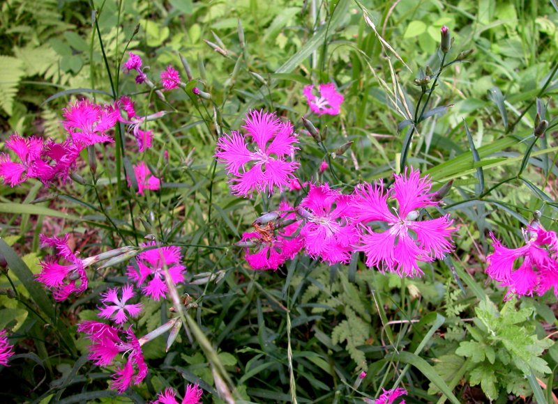 夏25カワラナデシコ.jpg 夏25カワラナデシコ.jpg