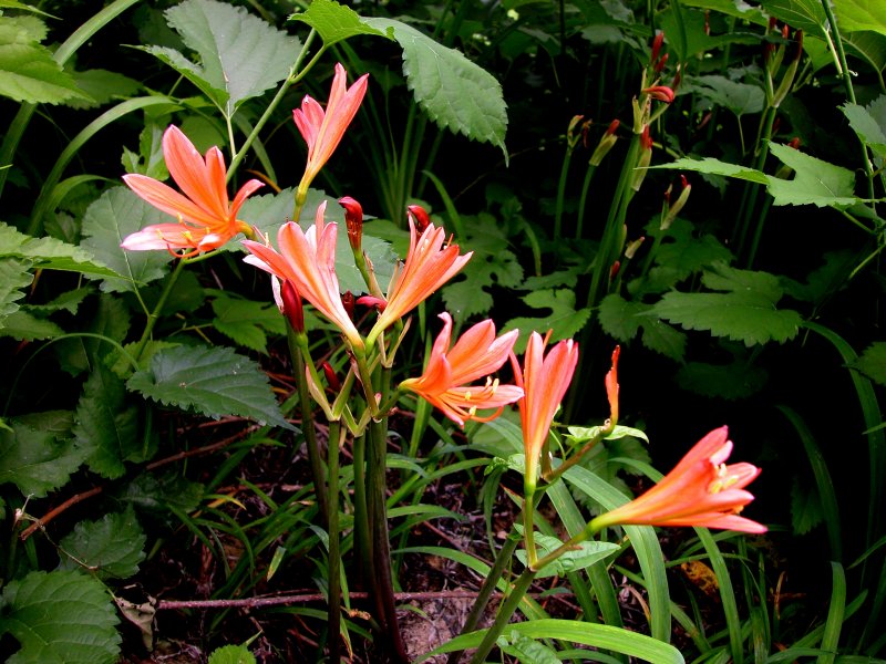 夏26キツネノカミソリ.jpg 夏26キツネノカミソリ.jpg