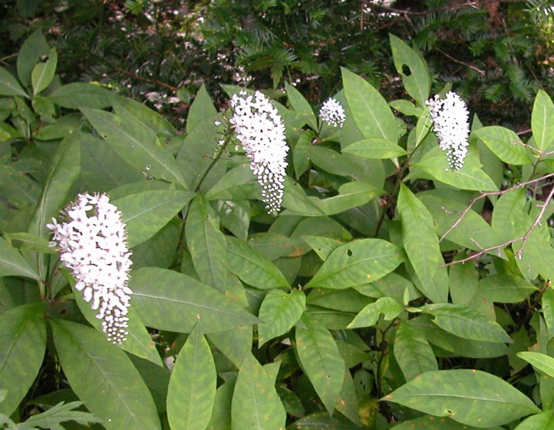 夏27オカトラノオ.jpg 夏27オカトラノオ.jpg