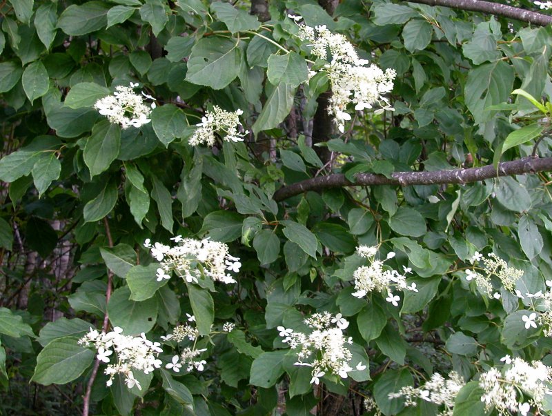 夏28ノリウツギ.jpg 夏28ノリウツギ.jpg