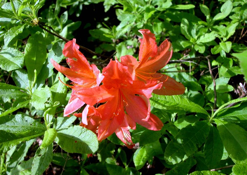 夏3レンゲツツジ.jpg 夏3レンゲツツジ.jpg