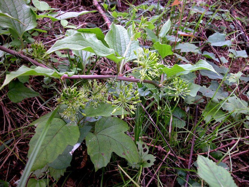 夏30シオデ.jpg 夏30シオデ.jpg