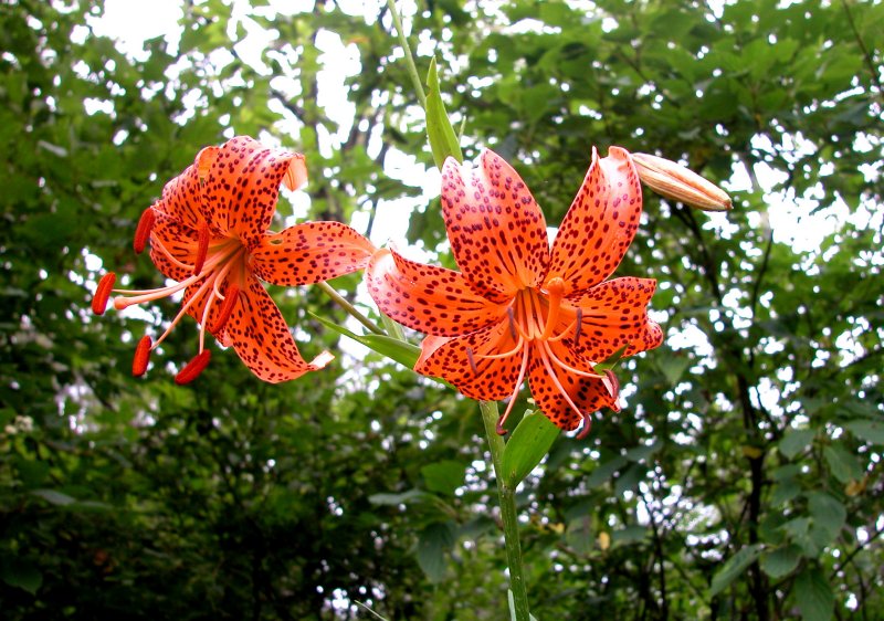 夏31コオニユリ.jpg 夏31コオニユリ.jpg