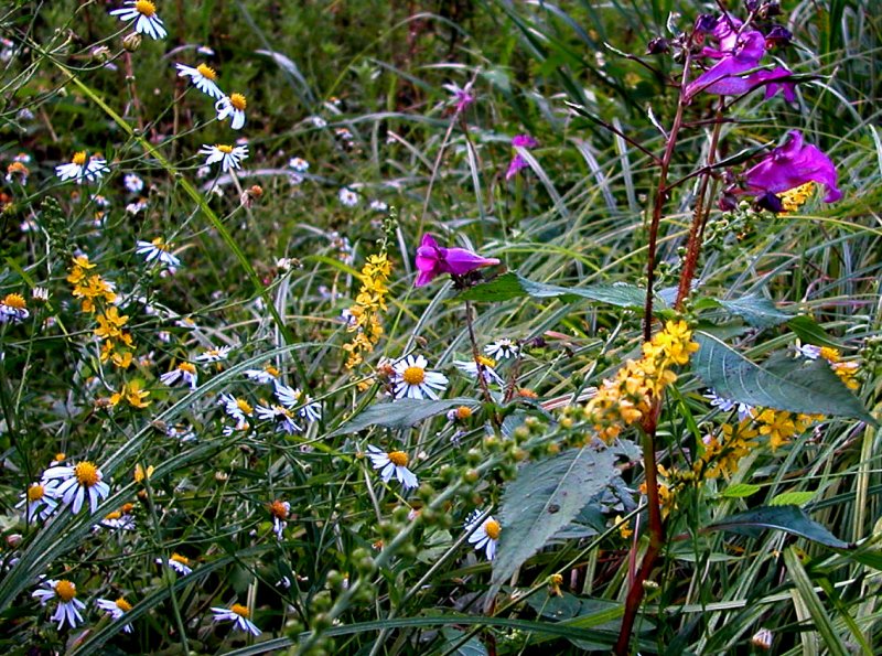 夏35キンミズヒキ.jpg 夏35キンミズヒキ.jpg