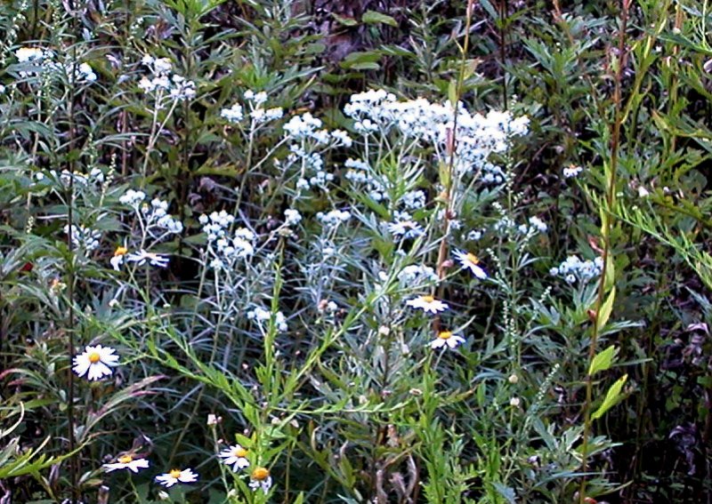 夏37ヤマハハコ.jpg 夏37ヤマハハコ.jpg