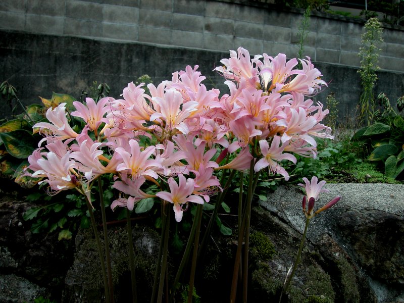 夏38ナツズイセン.jpg 夏38ナツズイセン.jpg