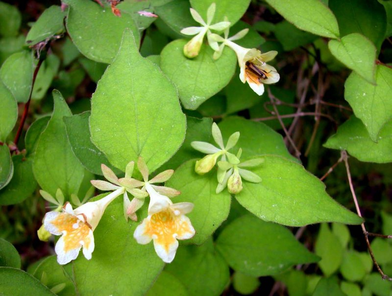 夏4オオツクバネウツギ.jpg 夏4オオツクバネウツギ.jpg