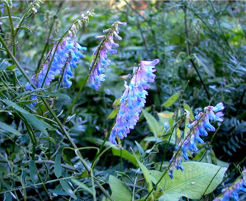 夏46クサフジ.jpg 夏46クサフジ.jpg