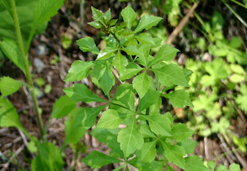 夏5ウコギ.jpg 夏5ウコギ.jpg