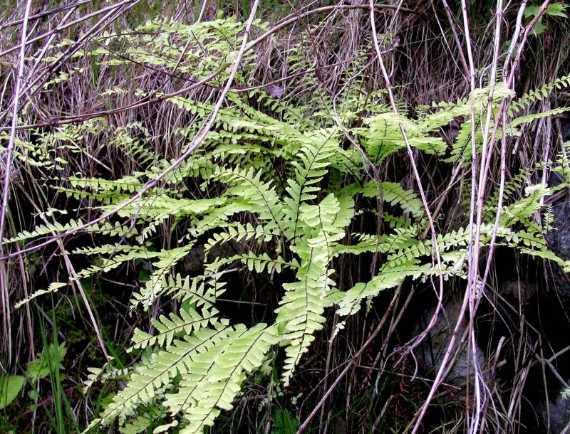 夏6クジャクシダ.jpg 夏6クジャクシダ.jpg