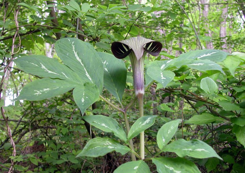 夏7オオマムシグサ.jpg 夏7オオマムシグサ.jpg