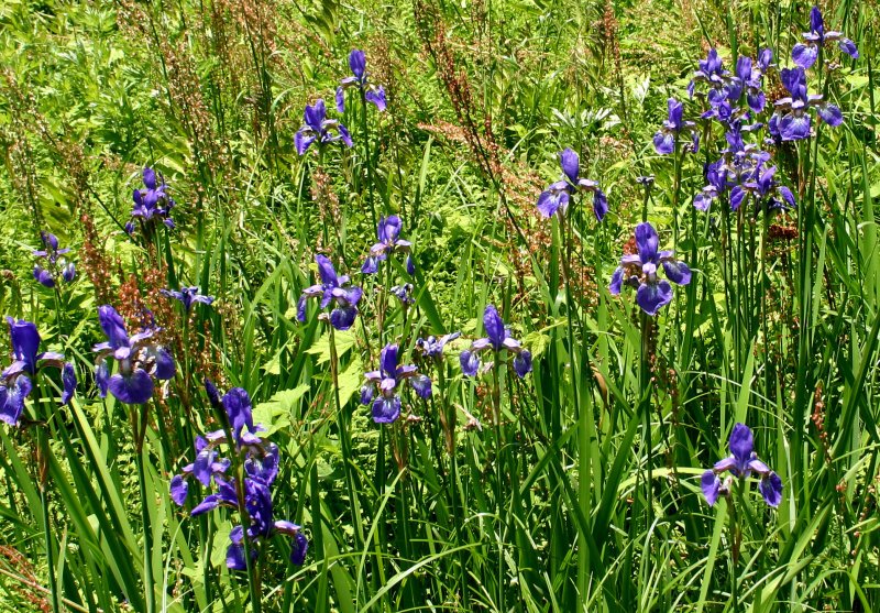 夏8アヤメ.jpg 夏8アヤメ.jpg