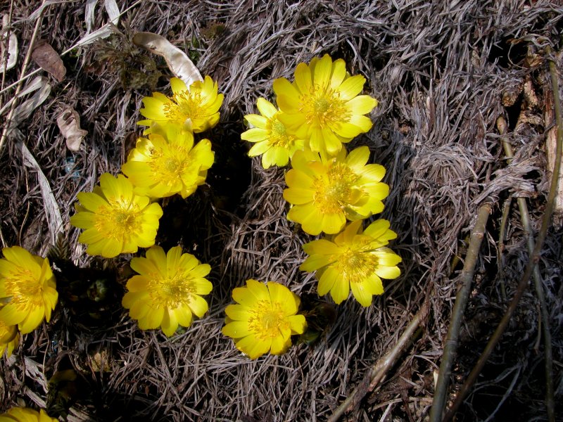 春1フクジュソウ.jpg 春1フクジュソウ.jpg