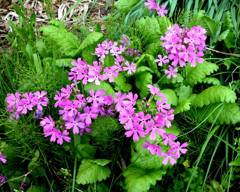 春12サクラソウ.jpg 春12サクラソウ.jpg