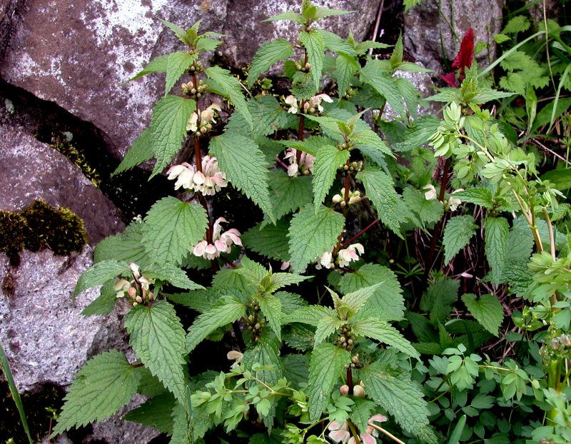 春14オドリコソウ.jpg 春14オドリコソウ.jpg