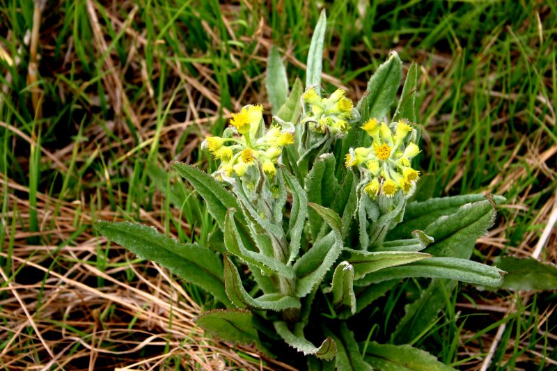 春15サワオグルマ.jpg 春15サワオグルマ.jpg