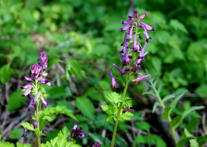 春16ムラサキケマン.jpg 春16ムラサキケマン.jpg