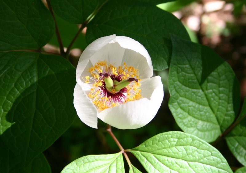 春17ヤマシャクヤク.jpg 春17ヤマシャクヤク.jpg