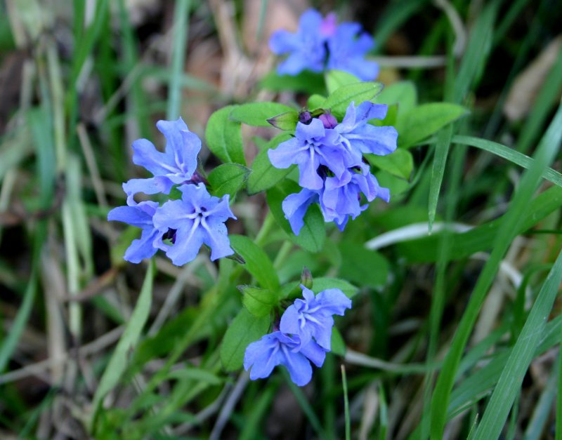 春18ホタルカズラ.jpg 春18ホタルカズラ.jpg