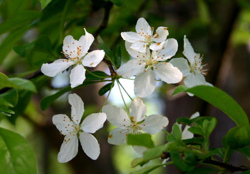 春19ズミ(コリンゴ コナシ).jpg 春19ズミ(コリンゴ コナシ).jpg