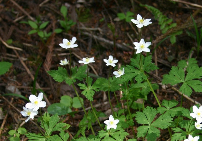 春20ニリンソウ.jpg 春20ニリンソウ.jpg