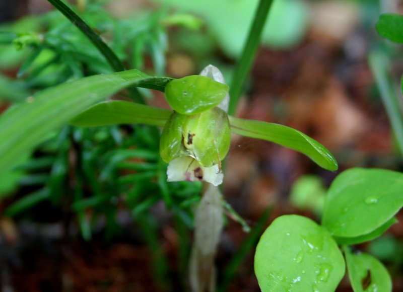 春21シュンラン.jpg 春21シュンラン.jpg