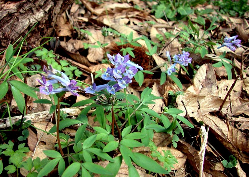 春3ミチノクエンゴサク.jpg 春3ミチノクエンゴサク.jpg