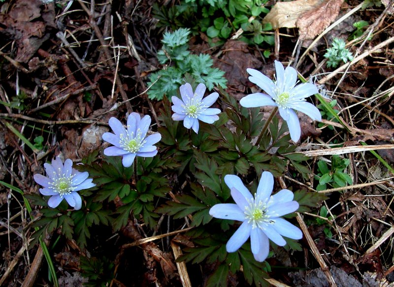 春4キクザキイチゲ.jpg 春4キクザキイチゲ.jpg