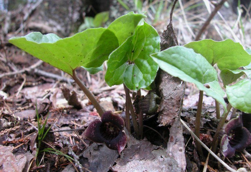 春5ウスバサイシン.jpg 春5ウスバサイシン.jpg