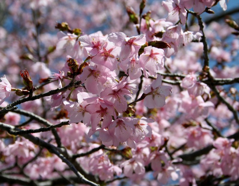 春9オオヤマザクラ.jpg 春9オオヤマザクラ.jpg