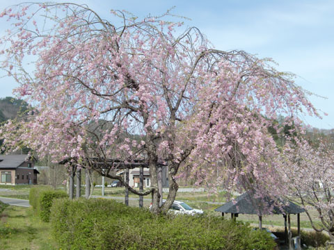 桜公園0509 枝垂れ桜 No.1 Wiki.jpg 桜公園0509 枝垂れ桜 No.1 Wiki.jpg