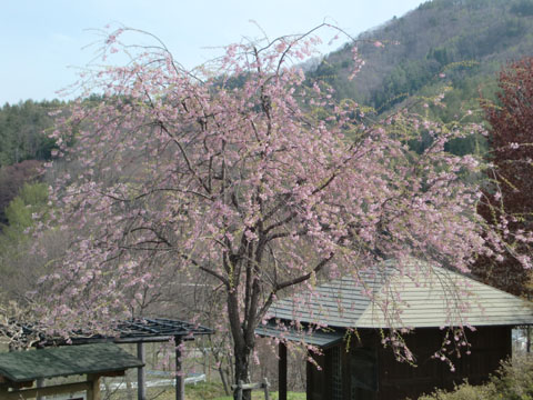 桜公園0509 枝垂れ桜 No.2 Wiki.jpg 桜公園0509 枝垂れ桜 No.2 Wiki.jpg