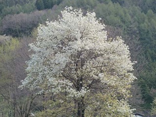 桜公園_1.jpg