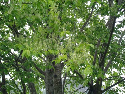 ÀŤκù¡¡»Ò¤É¤â¡¡H22.5.24.jpg ÀŤκù¡¡»Ò¤É¤â¡¡H22.5.24.jpg