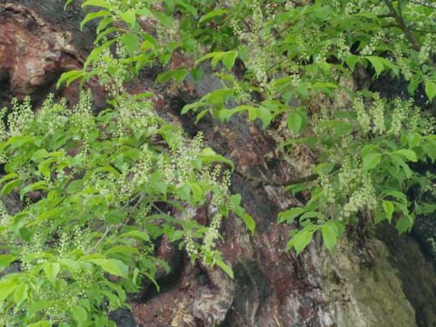 ÀŤκù¡¡H22.5.26¡¡²¼»Þ.jpg ÀŤκù¡¡H22.5.26¡¡²¼»Þ.jpg