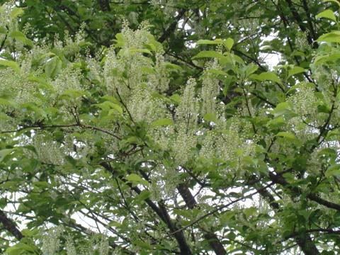 ÀŤκù¡¡H22.5.26¡¡»Ò¤É¤â.jpg ÀŤκù¡¡H22.5.26¡¡»Ò¤É¤â.jpg