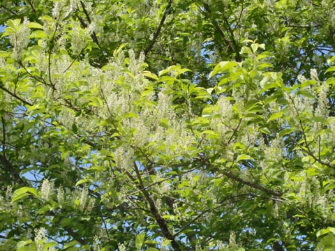 ÀŤκù¡¡H22.5.29 »Ò¤É¤â.jpg ÀŤκù¡¡H22.5.29 »Ò¤É¤â.jpg