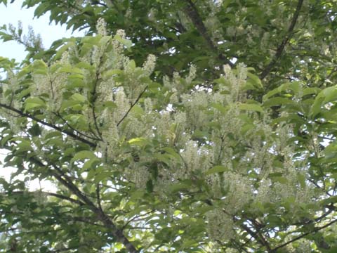 ÀŤκù¡¡H22.5.31¡¡»Ò¤É¤â.jpg ÀŤκù¡¡H22.5.31¡¡»Ò¤É¤â.jpg