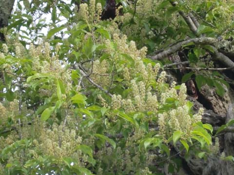 ÀŤκù¡¡H22.6.7¡¡²¼»Þ.jpg ÀŤκù¡¡H22.6.7¡¡²¼»Þ.jpg