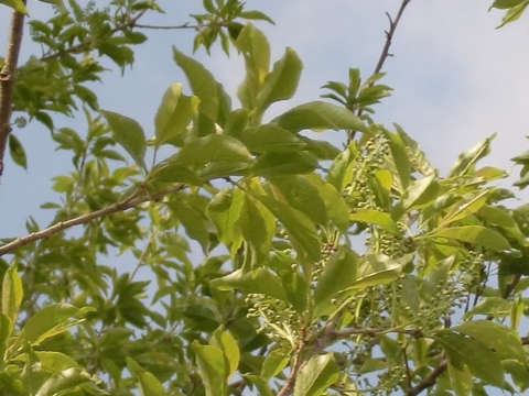 ÀŤκù0516¡Ê¼ãÌÚ1¡Ë.jpg ÀŤκù0516¡Ê¼ãÌÚ1¡Ë.jpg